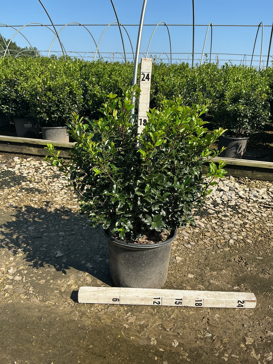 Ilex x meserveae 'Royal Family'