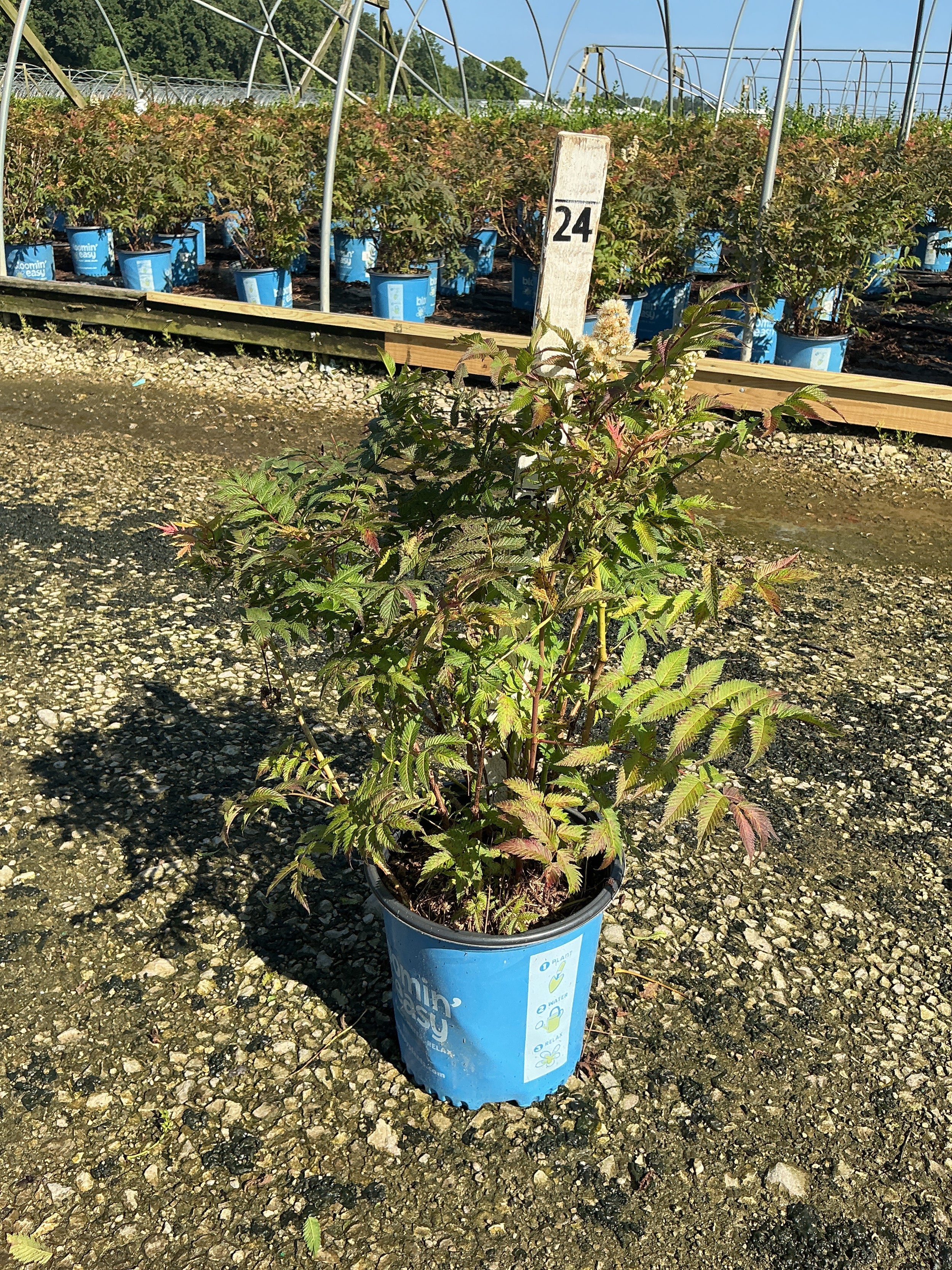 Sorbaria 'Cherry On Top'