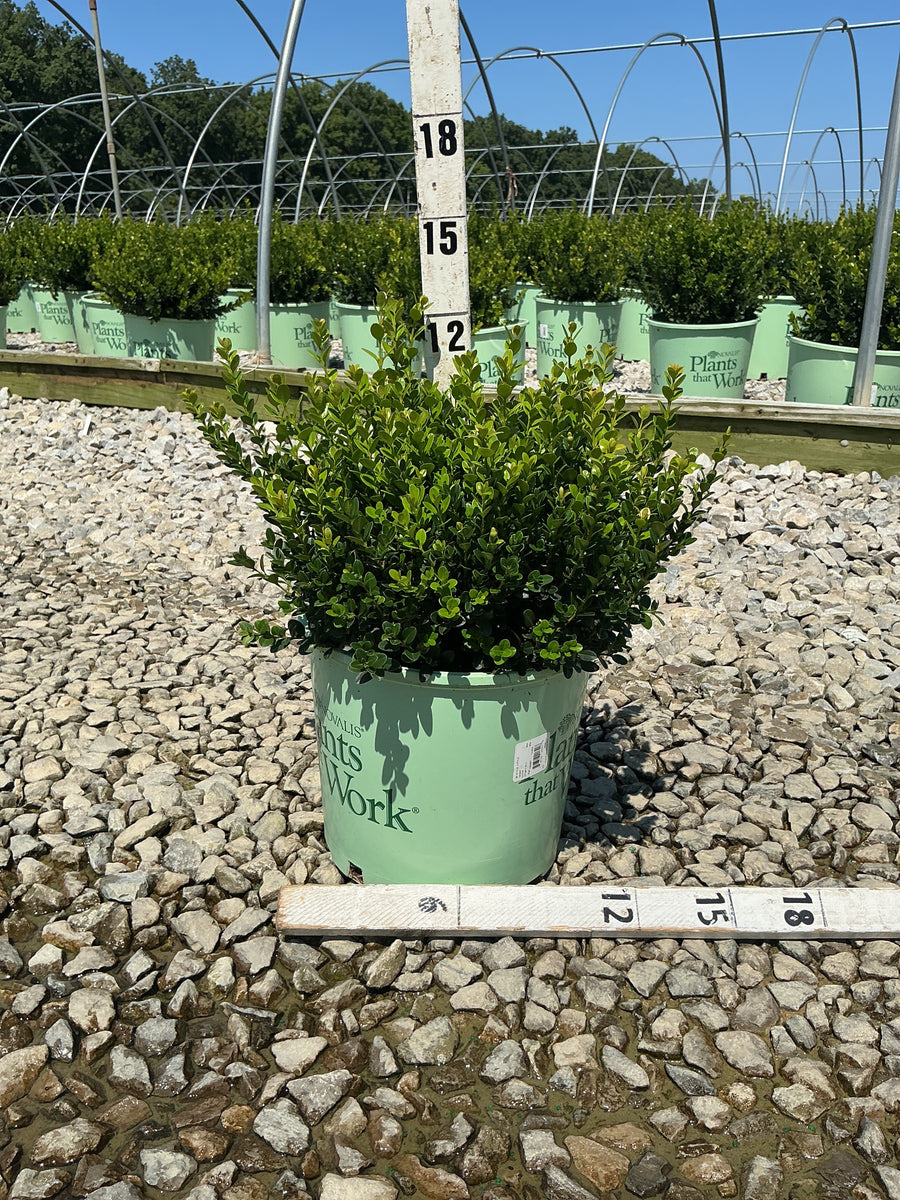 Buxus microphylla 'Little Missy'