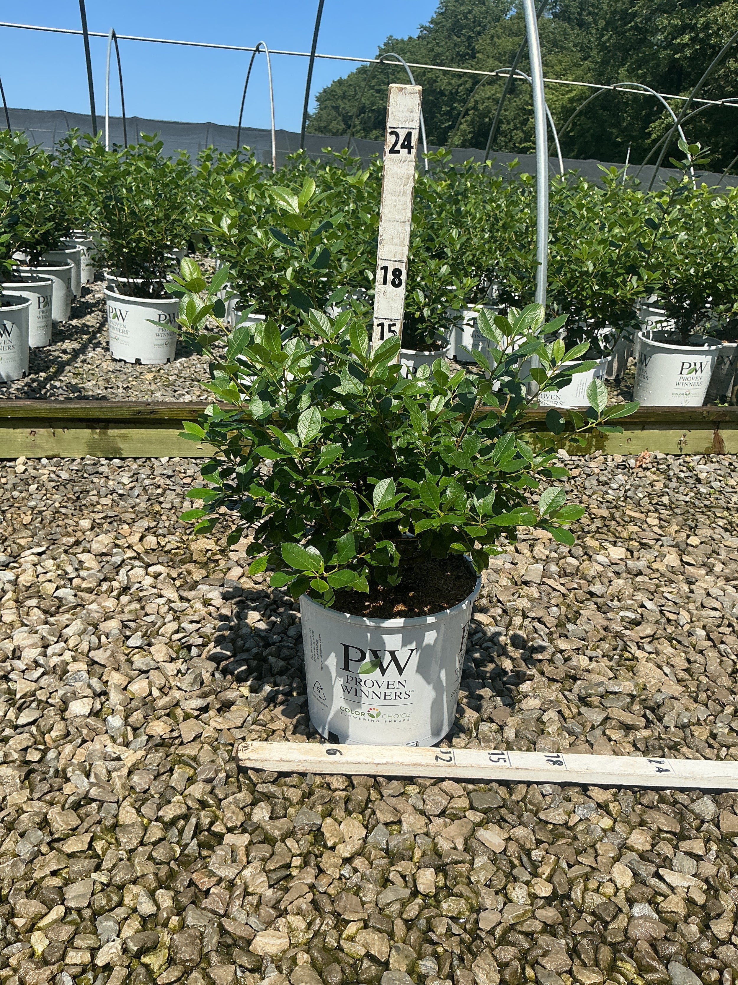 Ilex verticillata 'Mr. Poppins'