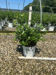 Ilex verticillata 'Mr. Poppins'