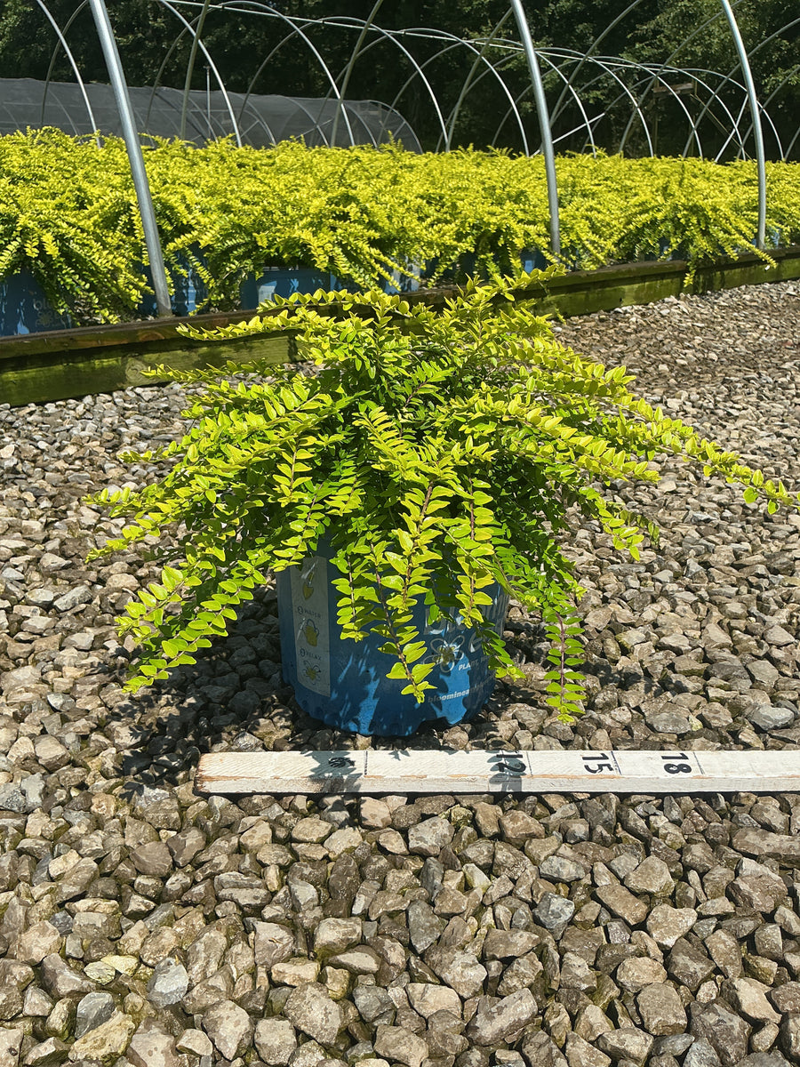 Lonicera thunderbolt 'G3'