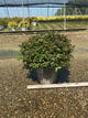 Spiraea empire 'Ice Dragon'