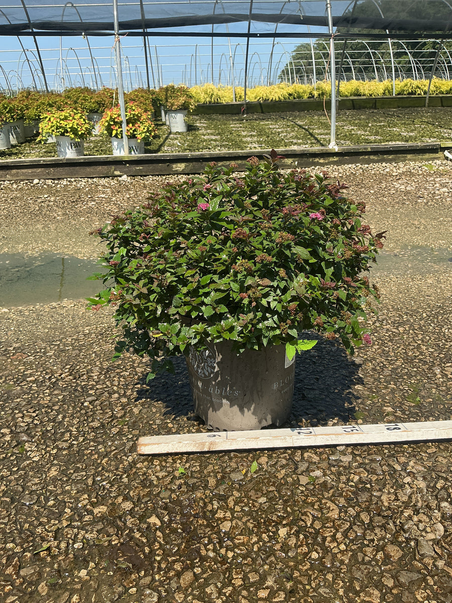 Spiraea empire 'Ice Dragon'
