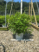 Hydrangea paniculata 'Jane'