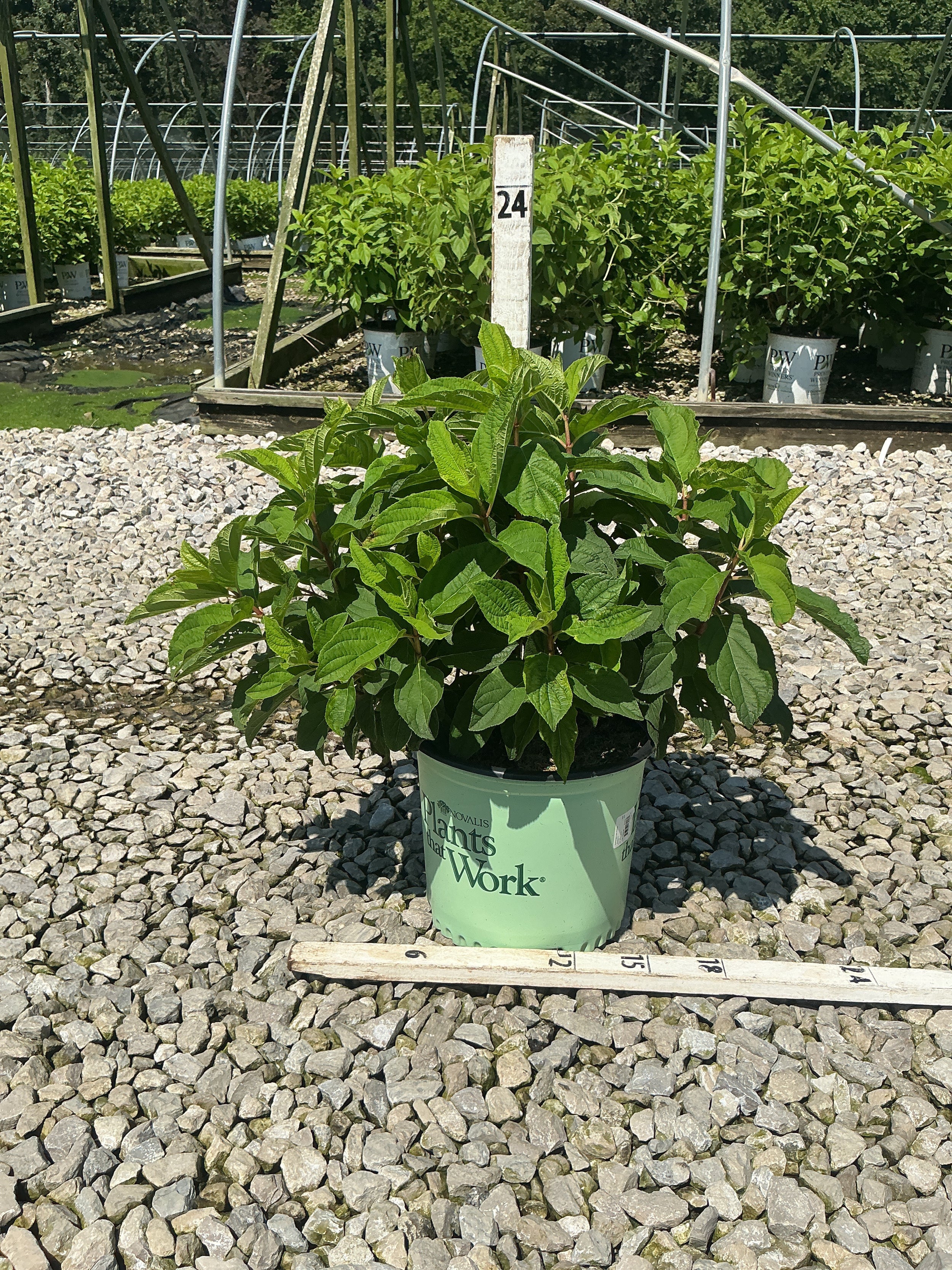 Hydrangea paniculata 'Bailpantwo'