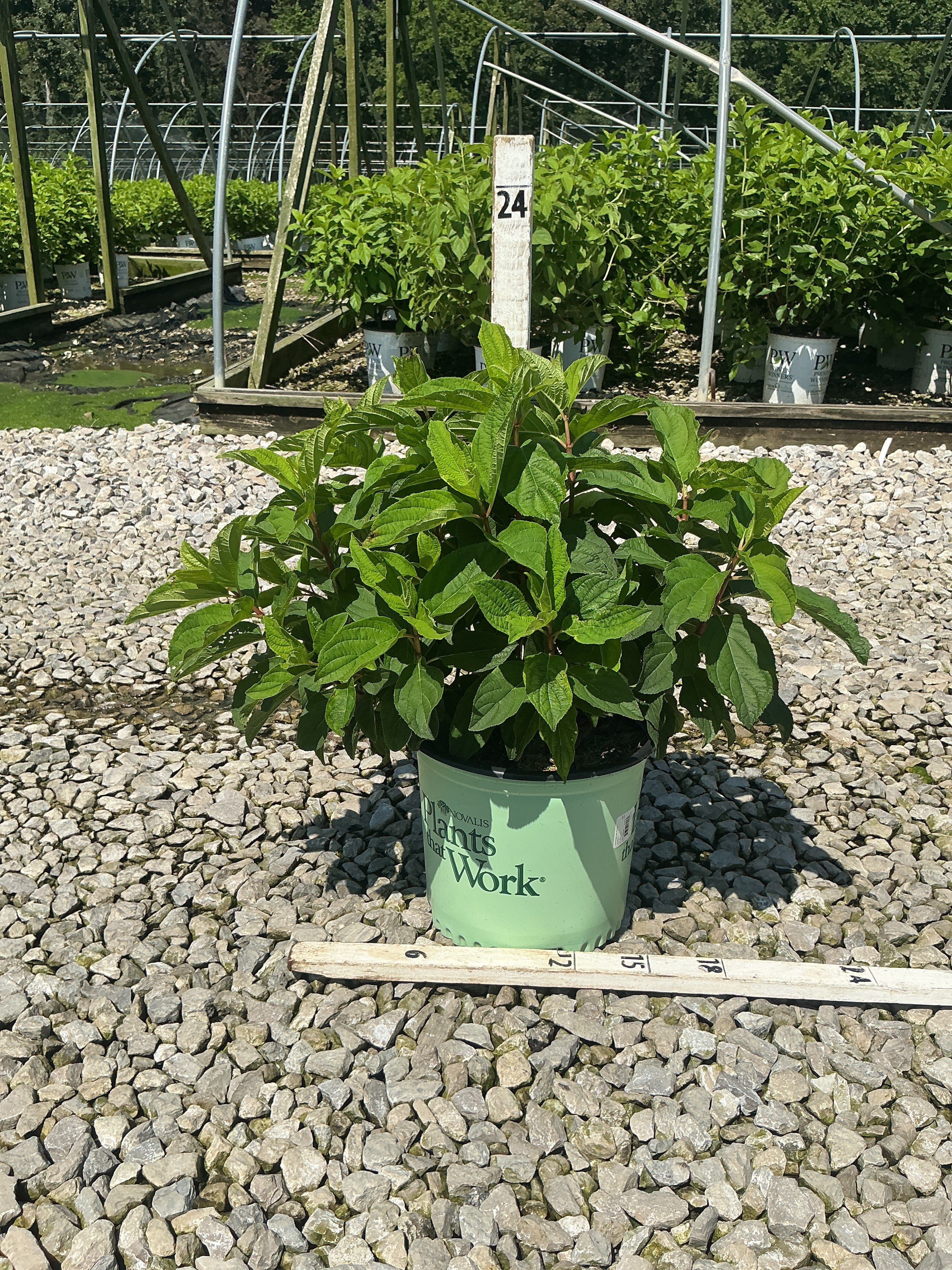 Hydrangea paniculata 'Bailpantwo'