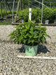 Hydrangea paniculata 'Bailpantwo'
