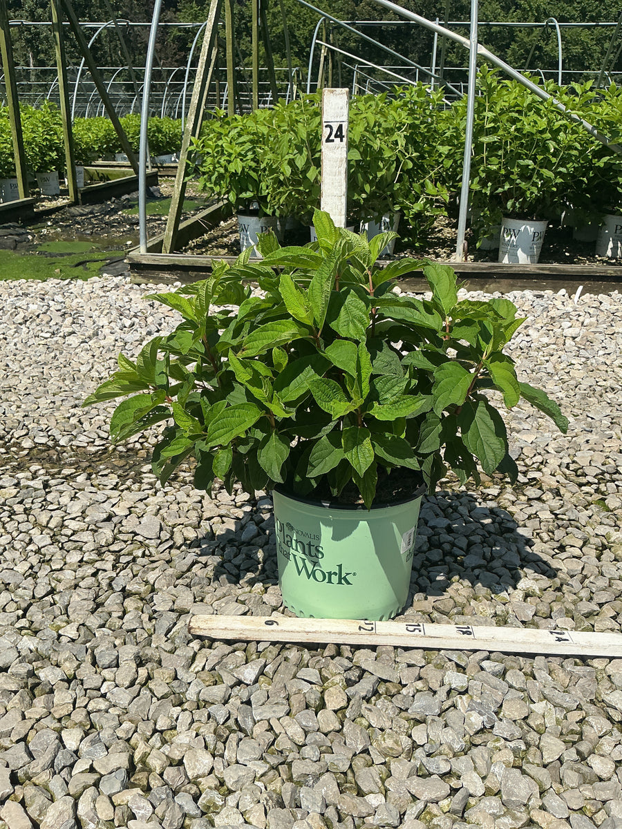 Hydrangea paniculata 'Bailpantwo'