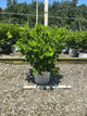 Hydrangea 'P Quick Fire Fab'
