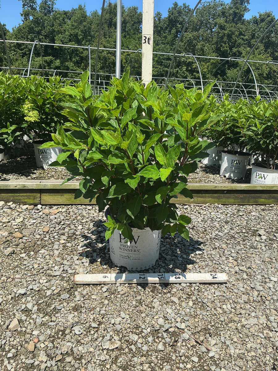 Hydrangea 'P Quick Fire Fab'