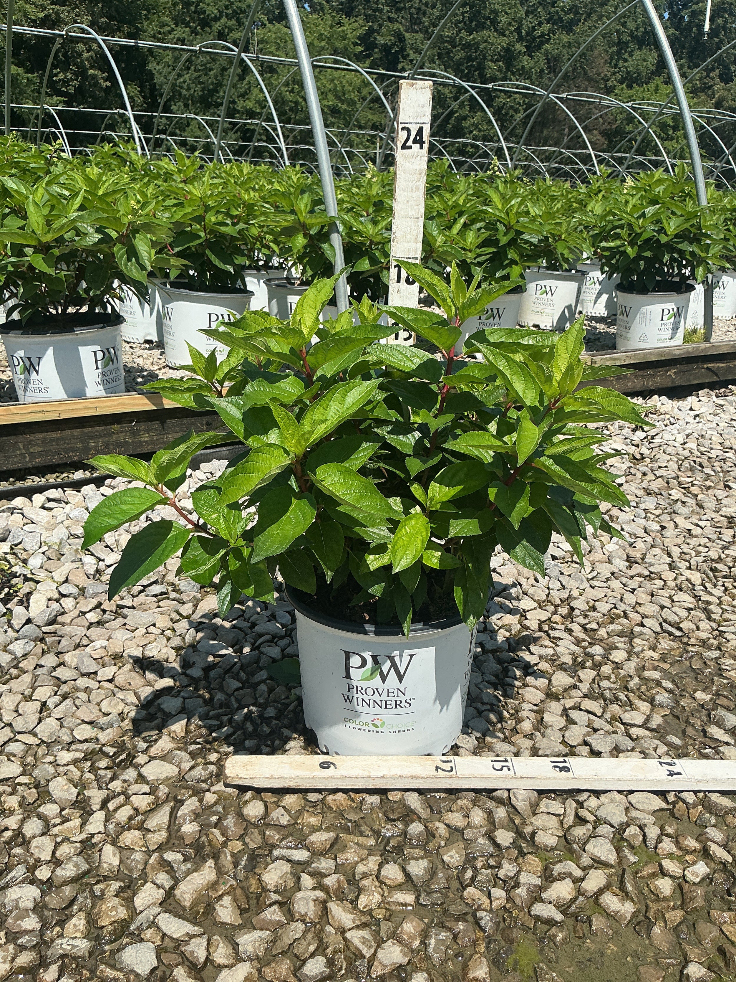 Hydrangea 'P Pinky Winky Prime'