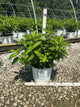 Hydrangea 'P Pinky Winky Prime'