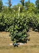 Viburnum rhytidophyllum 'Alleghany'