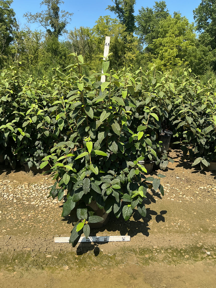 Viburnum rhytidophyllum 'Alleghany'