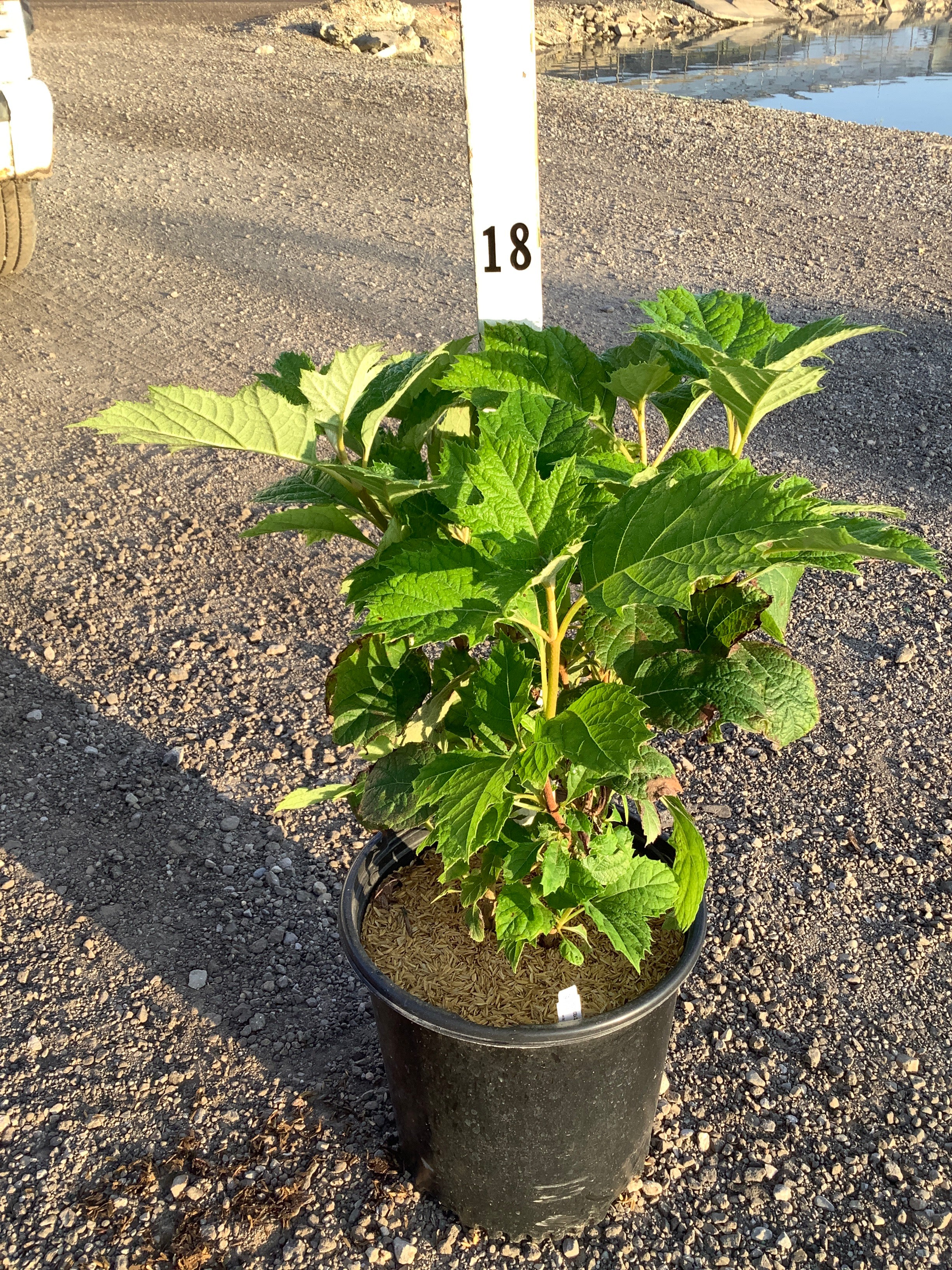 Hydrangea quercifolia 'Alice'