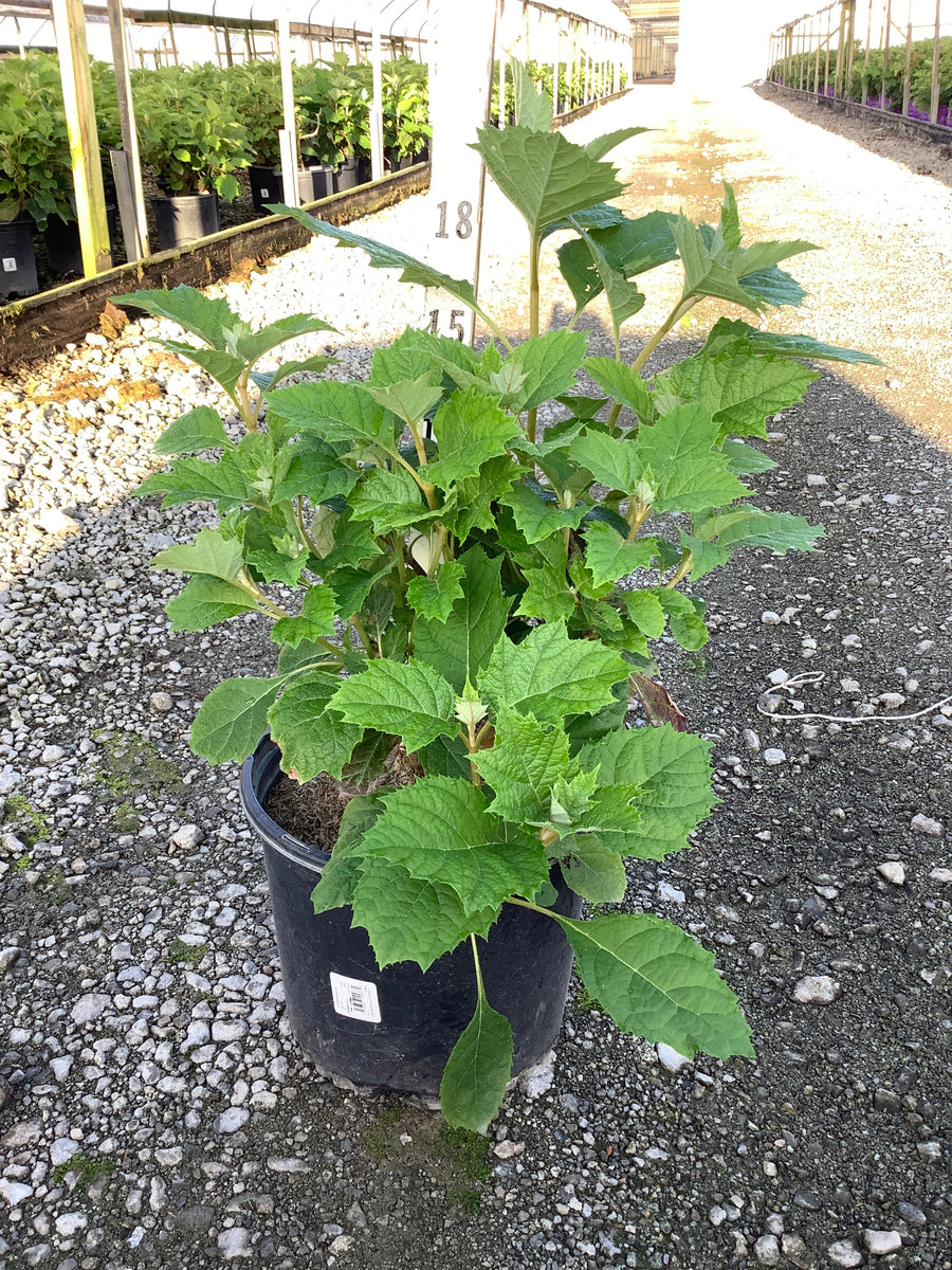 Hydrangea quercifolia 'Alice'