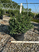 Ilex x meserveae 'Blue Princess'