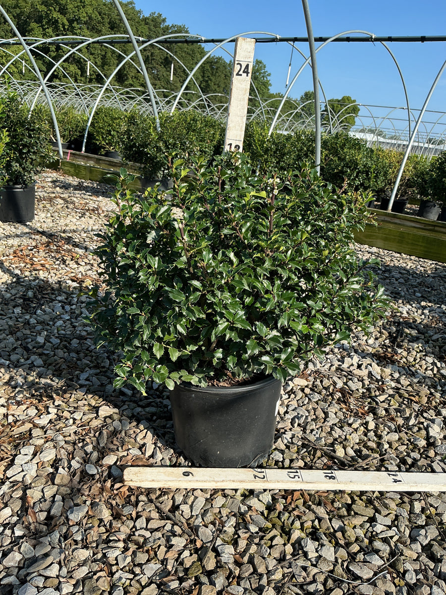 Ilex x meserveae 'Blue Princess'