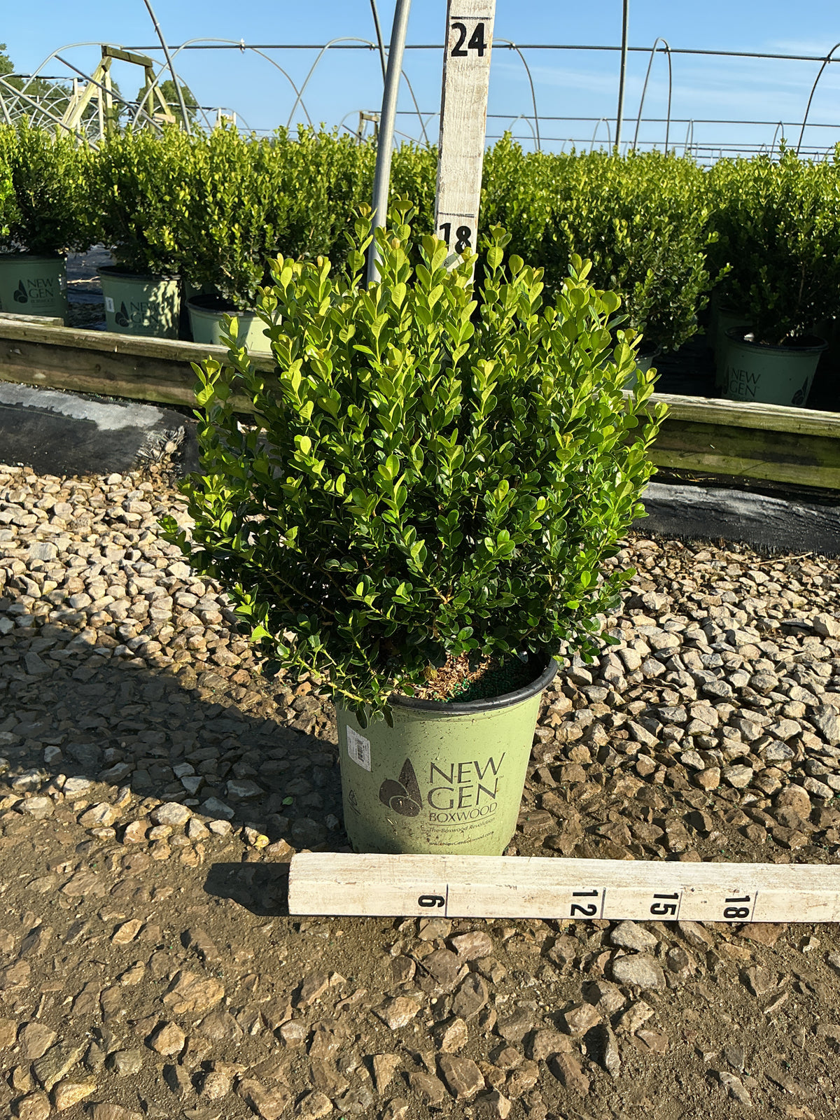 Buxus newgen 'Freedom'