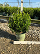Buxus newgen 'Freedom'