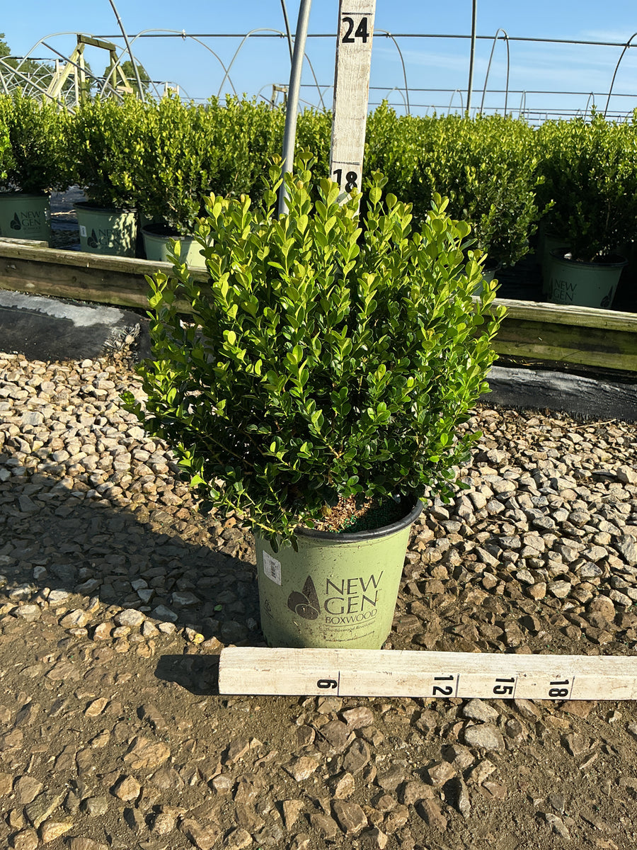 Buxus newgen 'Freedom'