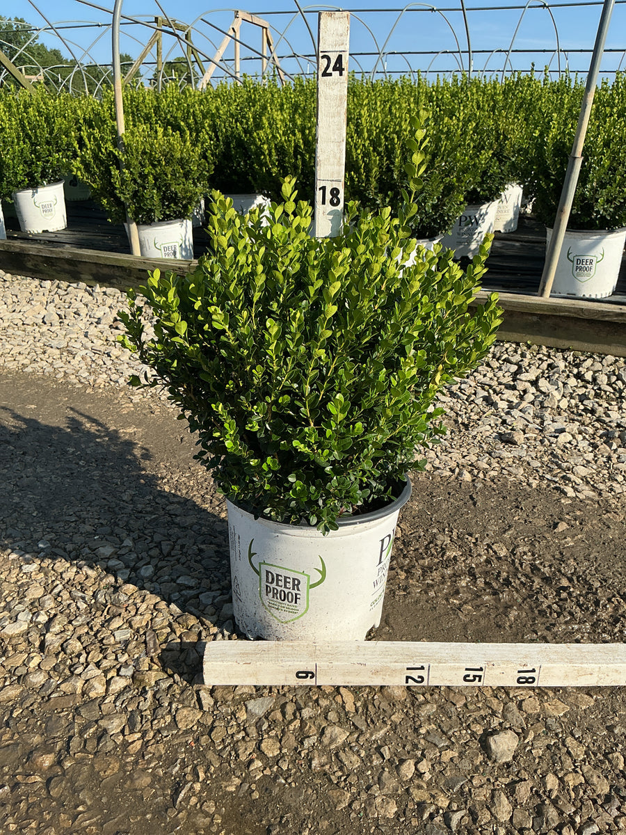 Buxus microphylla 'Sprinter'