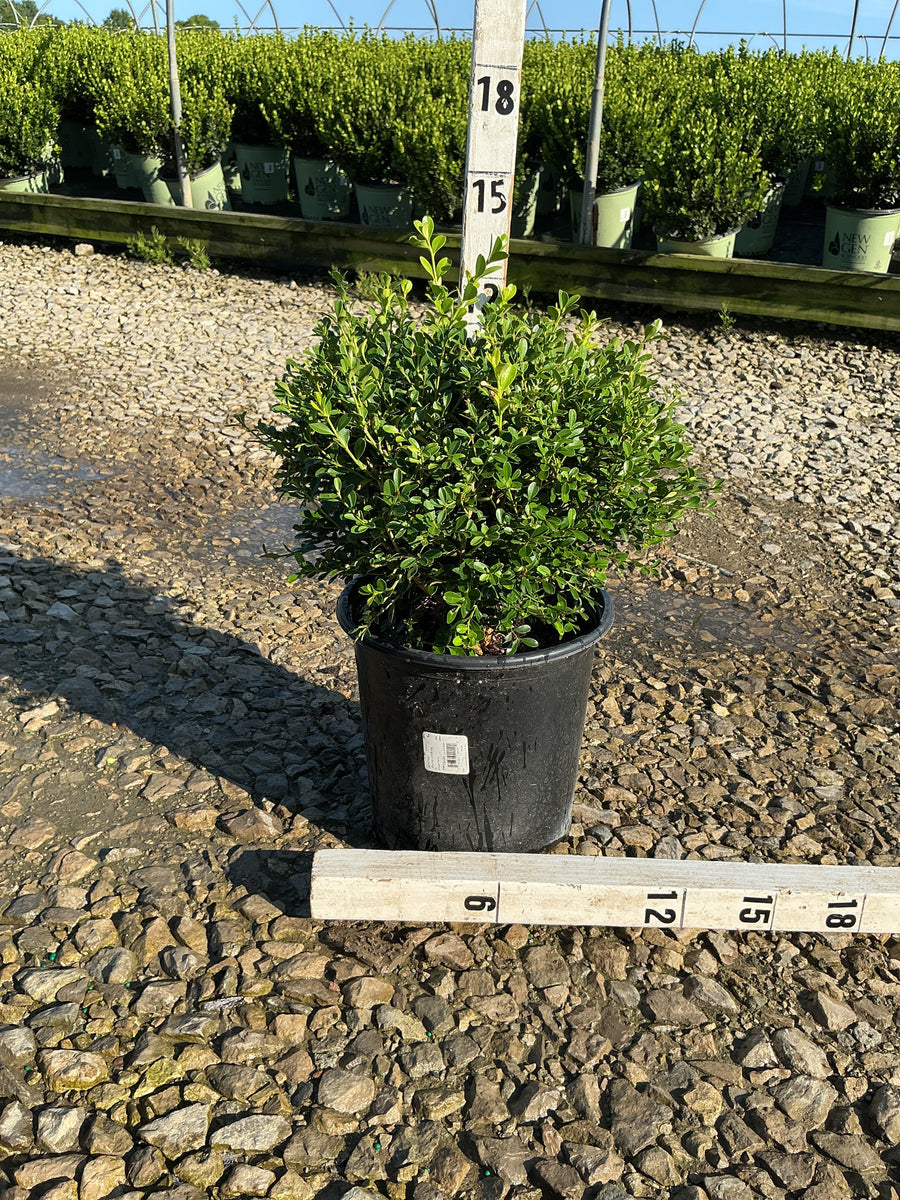 Buxus microphylla 'Franklin's Gem'