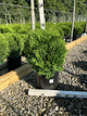 Thuja occidentalis 'Hetz Midget'