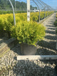 Thuja occidentalis 'Globosa Aurea'