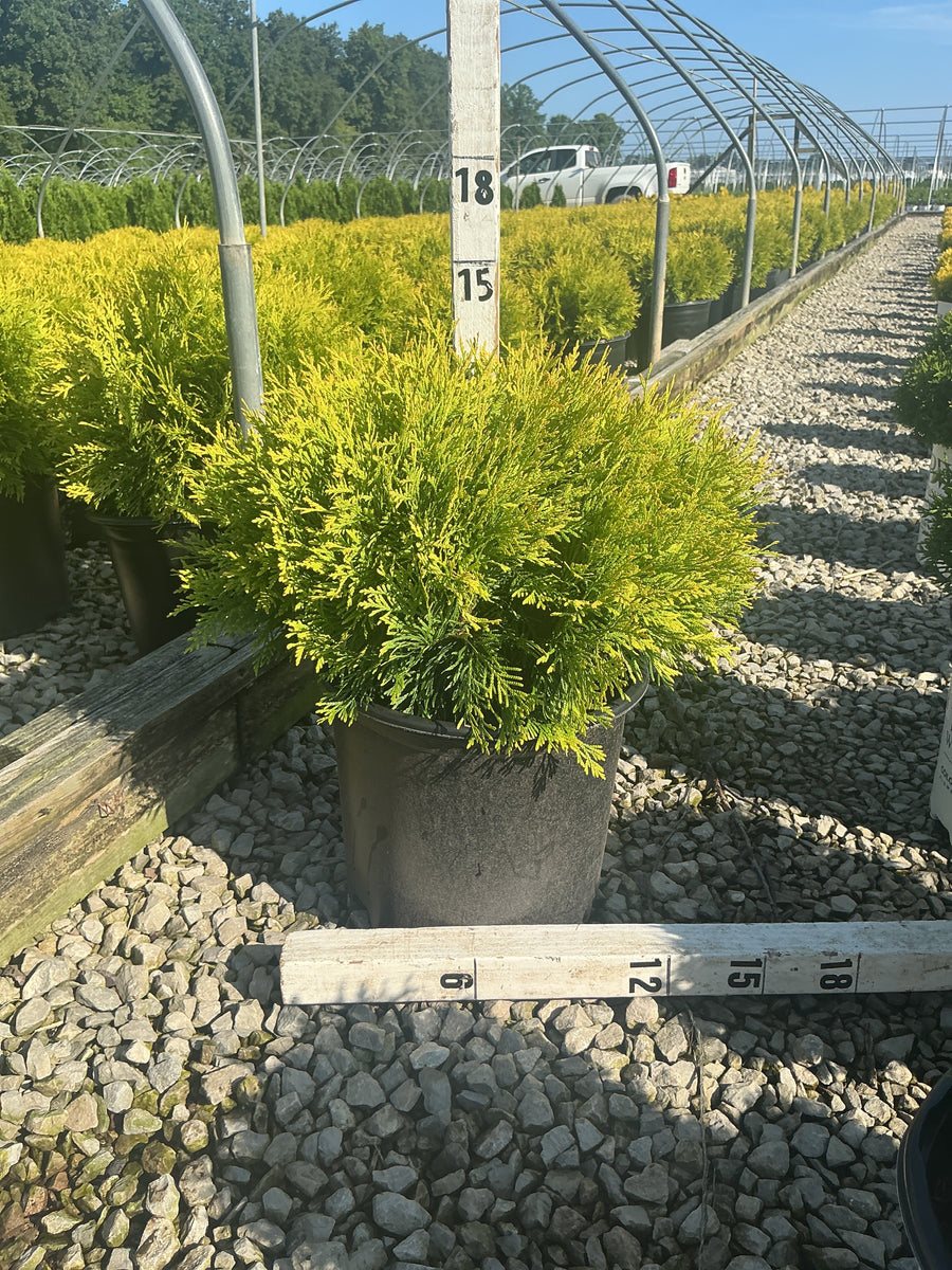 Thuja occidentalis 'Globosa Aurea'