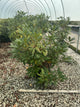 Rhododendron roseum 'Roseum Elegans'