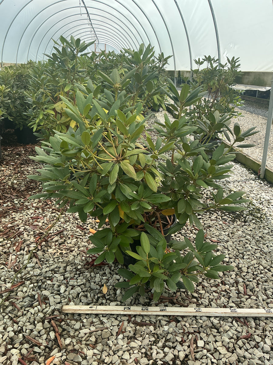Rhododendron roseum 'Roseum Elegans'