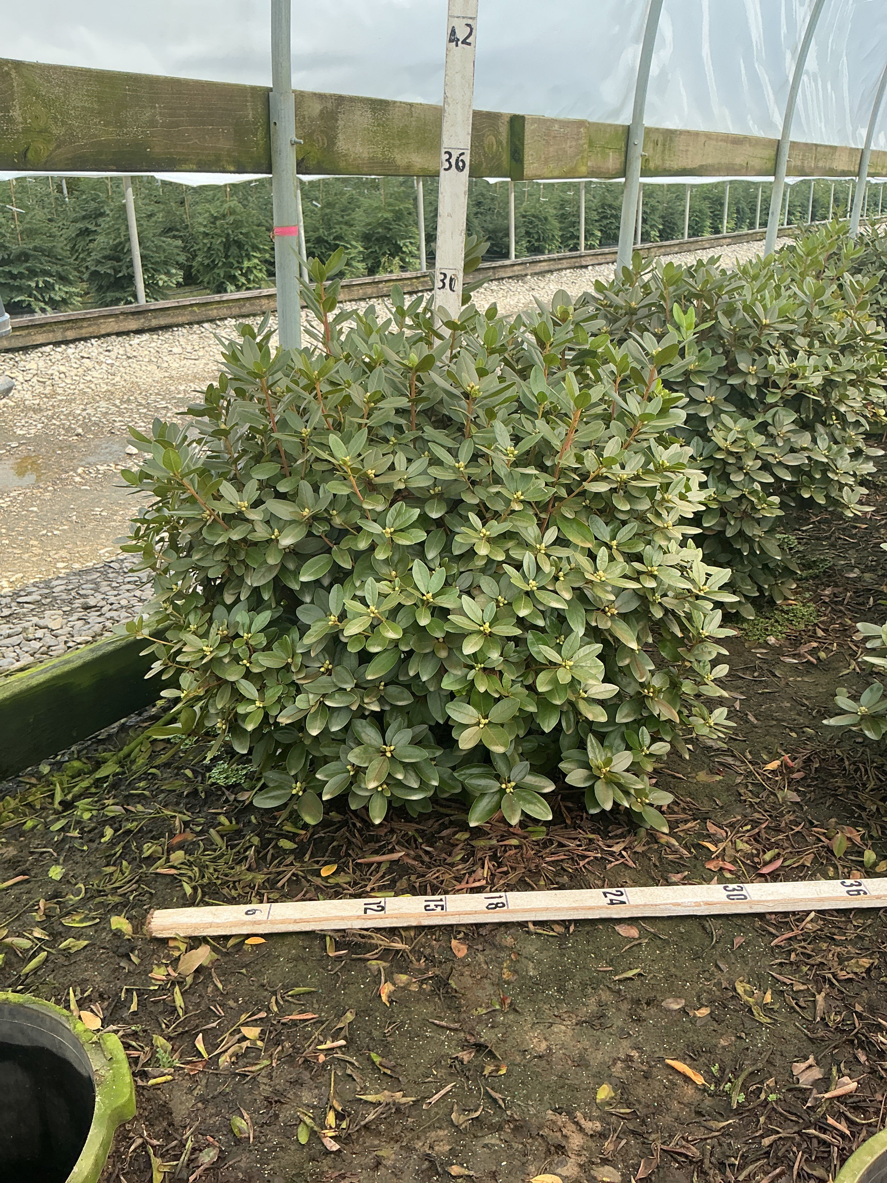 Rhododendron 'PJM Elite'