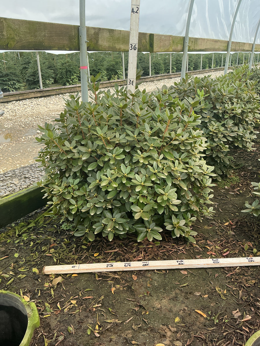 Rhododendron 'PJM Elite'