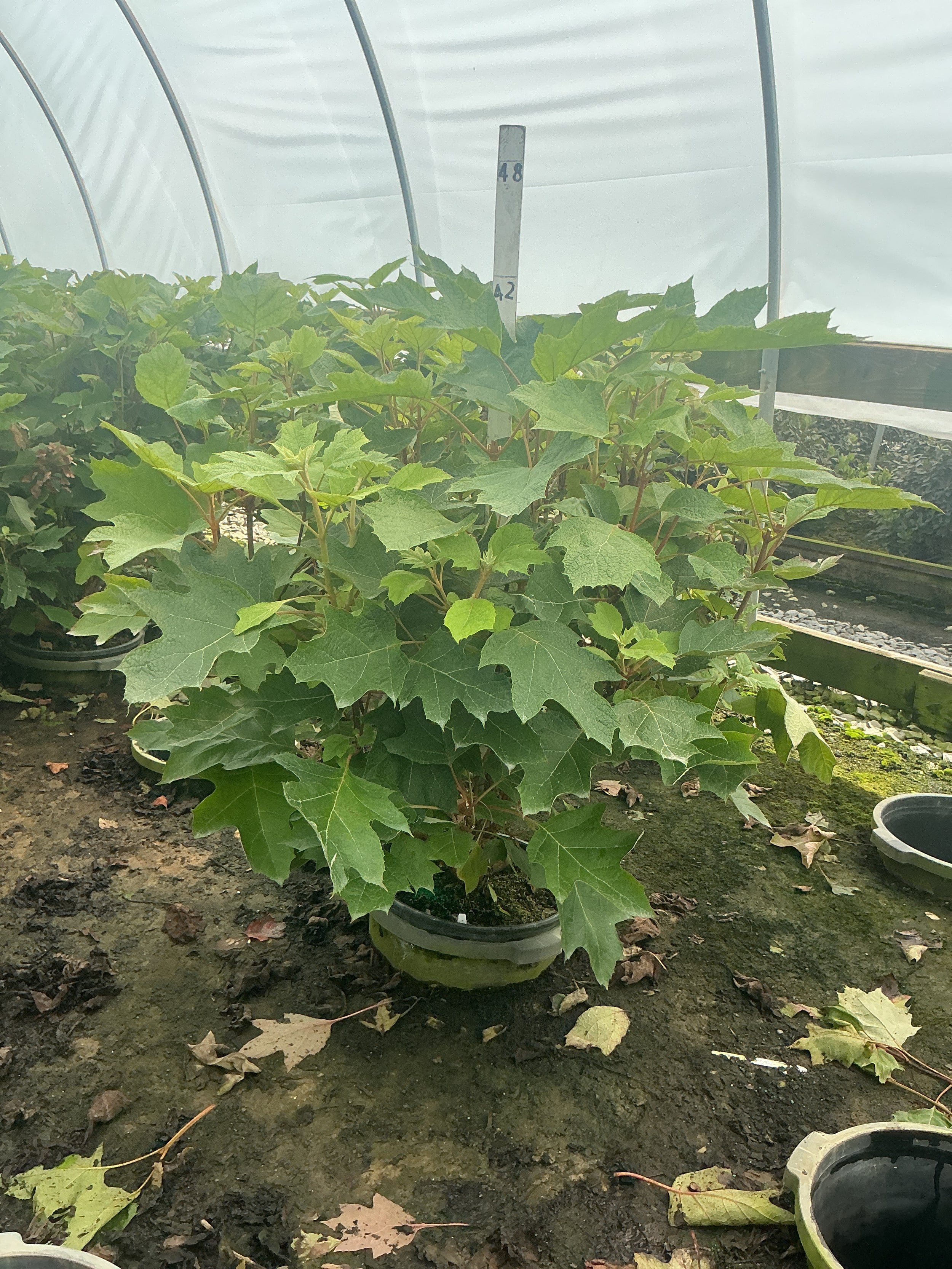 Hydrangea quercifolia 'Alice'