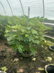 Hydrangea quercifolia 'Alice'
