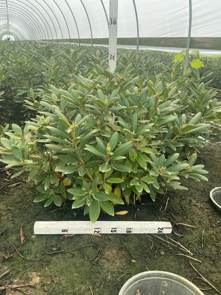 Rhododendron roseum 'Roseum Elegans'