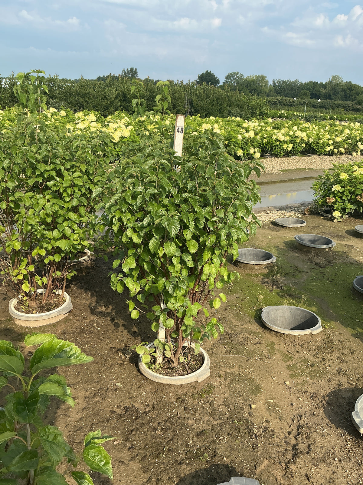 Viburnum dentatum 'Christom'