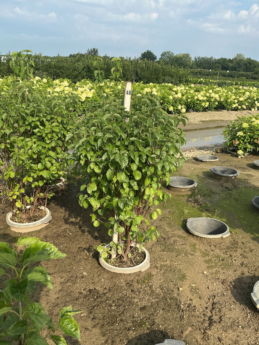 Viburnum dentatum 'Christom'