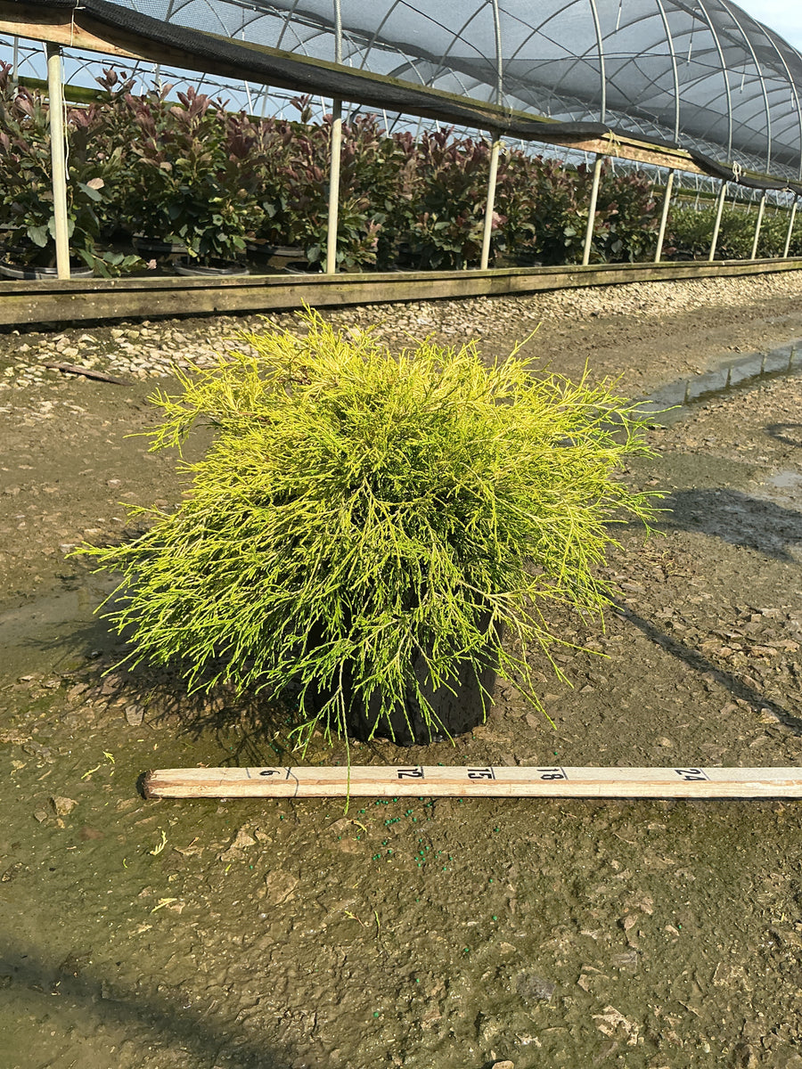 Chamaecyparis pisifera 'Mops'