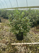 Rhododendron 'PJM Elite'