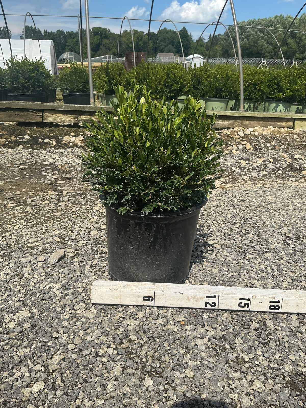 Buxus microphylla 'Green Gem'