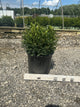 Buxus microphylla 'Green Gem'