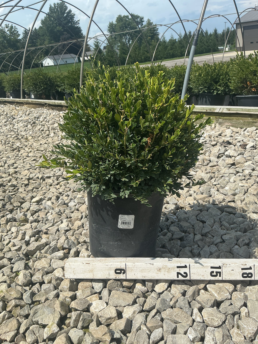 Buxus microphylla 'Green Gem'