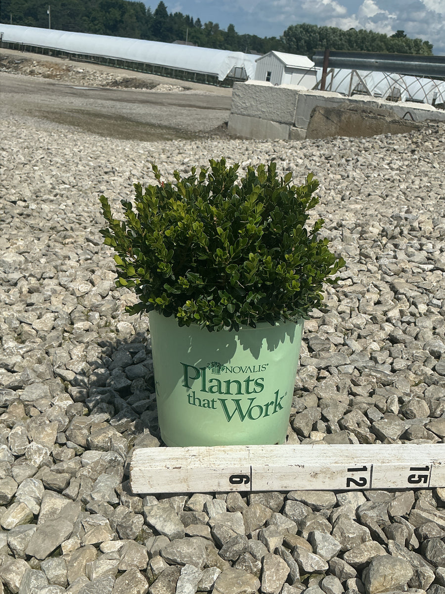 Buxus microphylla 'Little Missy'