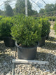 Buxus newgen 'Independence'