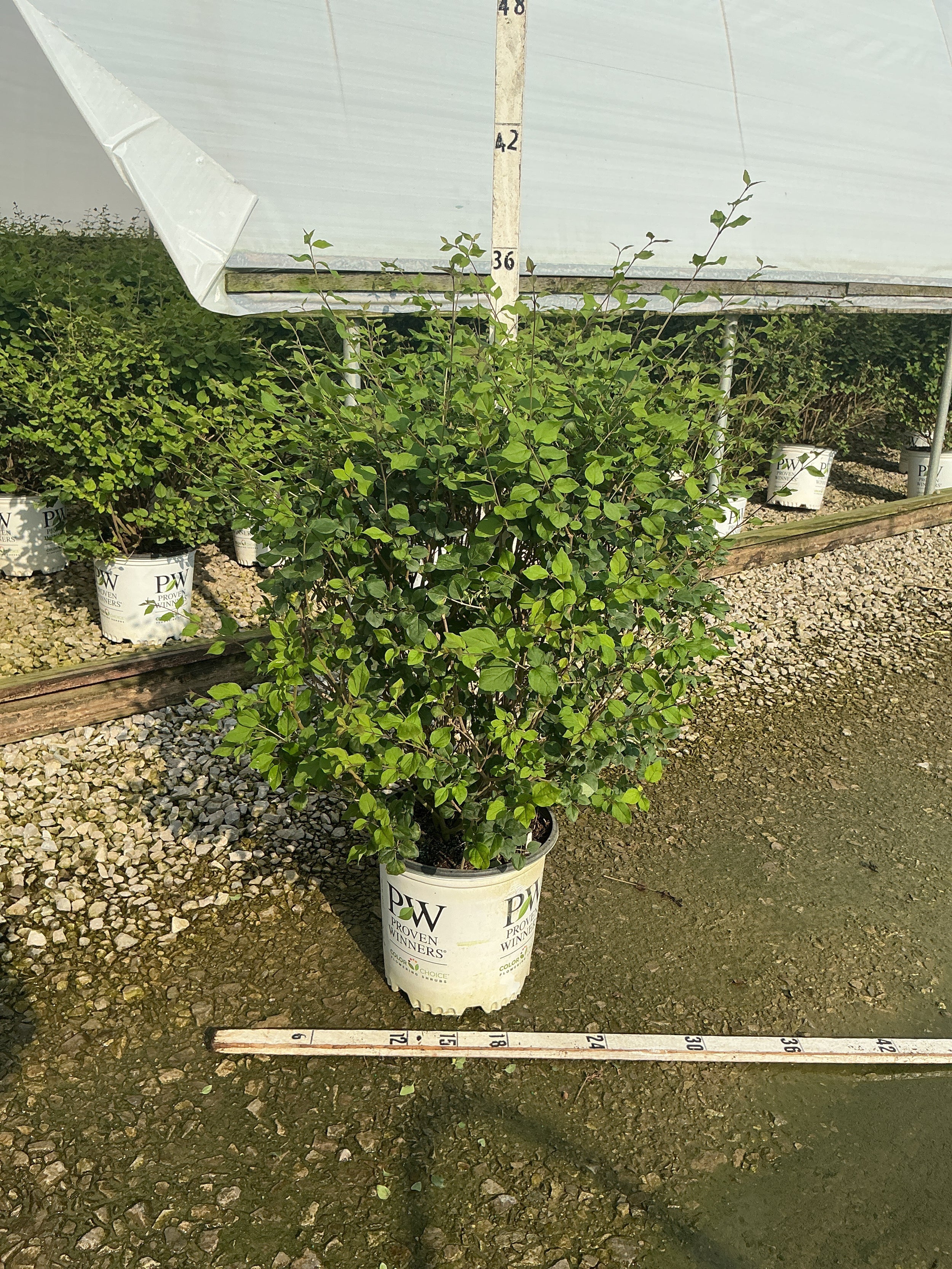 Syringa x 'Penda'