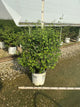 Syringa x 'Penda'