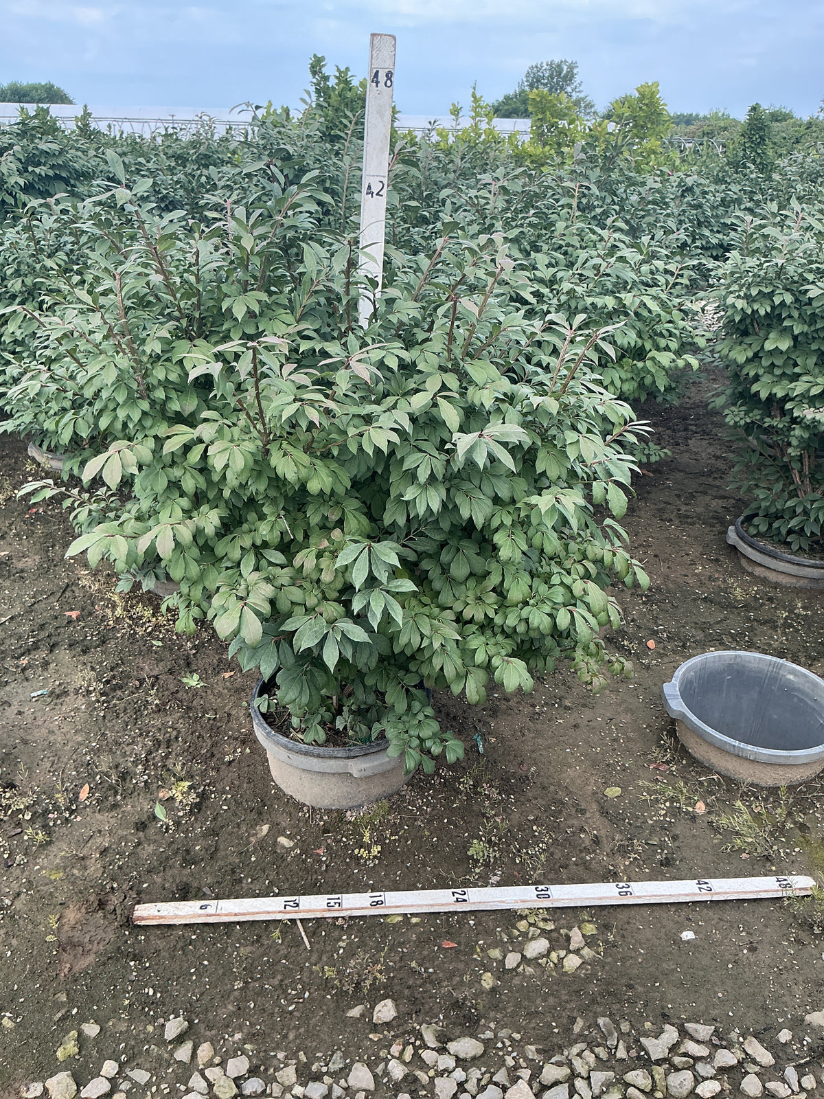 Euonymus alatus 'Compactus'